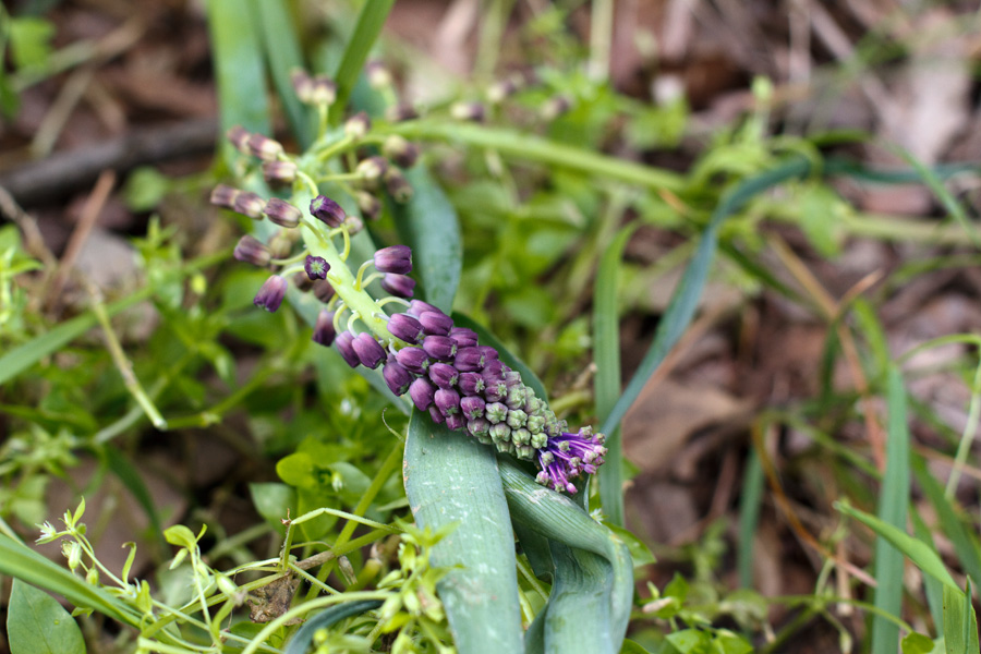 Muscari comosum